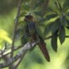 A wild Blue-throated Conure perches in a tree