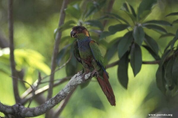 A wild Blue-throated Conure perches in a tree