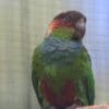 A closeup of a companion Blue-throated Conure