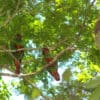 Wild Blue-throated Conures perch high in a tree