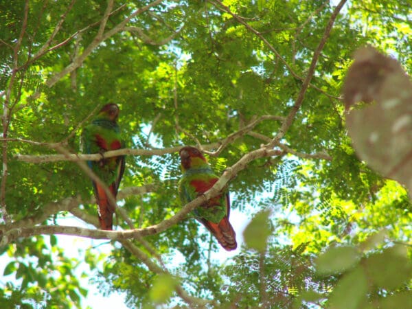 Wild Blue-throated Conures perch high in a tree