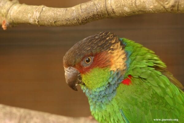 A closeup profile of a Blue-throated Conure