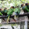 Rescued wild Blue-throated Conures perch on a branch