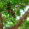 Wild Blue-throated Conures perch high in a tree