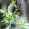 A wild Blue-winged Parrot clings to a branch