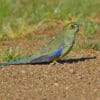 A wild Blue-winged Parrot forages on the ground