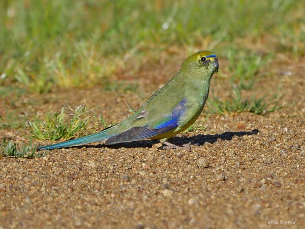 A wild Blue-winged Parrot forages on the ground