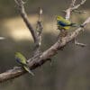 Wild Blue-winged Parrots, female left, male right, perch on branch