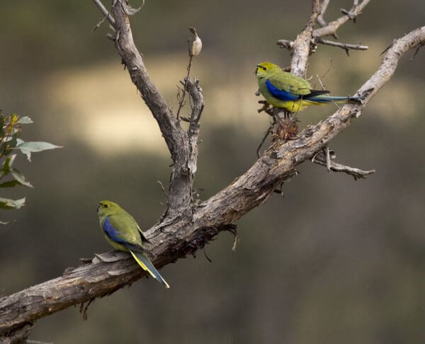 Wild Blue-winged Parrots, female left, male right, perch on branch