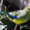 A wild Blue-winged Parrot perches in a tree