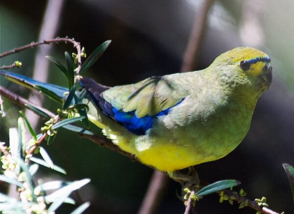 A wild Blue-winged Parrot perches in a tree