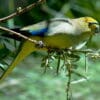 A wild Blue-winged Parrot perches on a branch