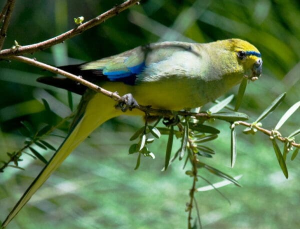 A wild Blue-winged Parrot perches on a branch