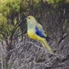 A wild Blue-winged Parrot perches in a bush