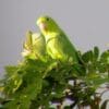 Wild Blue-winged Parrotlets perch atop a tree