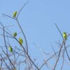 Wild Blue-winged Parrotlets perch in a bare tree