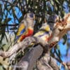 Wild Bluebonnets perch in a tree