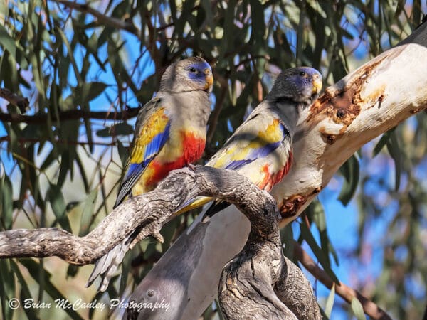 Wild Bluebonnets perch in a tree