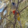 A wild Bluebonnet perches in a tree