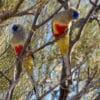 Wild Bluebonnets perch in a tree