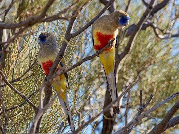 Wild Bluebonnets perch in a tree