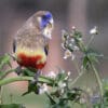 A wild male Bluebonnet feeds on seeds