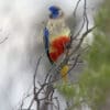 A wild male Bluebonnet perches in a bare tree