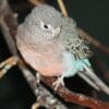 A female Bourke's Parrot perches on a branch