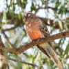 A wild male Bourke's Parrot perches on a branch