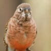 A wild male Bourke's Parrot perches on a branch