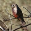 A wild Bourke's Parrot perches on a thin branch