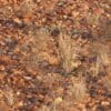 A wild Bourke's Parrot hides amongst rocks and grasses