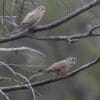 Wild Bourke's Parrots perch in a bare tree