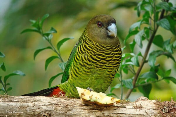 A wild Brehm's Tiger Parrot feeds on pineapple