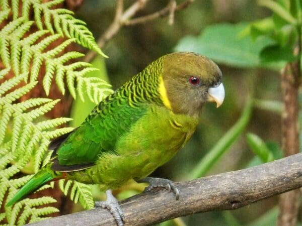 A wild Brehm's Tiger Parrot perches on a branch