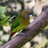 A wild female Brehm's Tiger Parrot perches on a branch