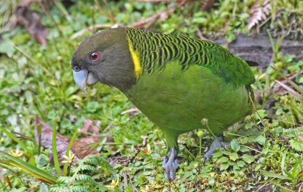 A wild Brehm's Tiger Parrot forages on the ground