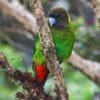 A wild male Brehm's Tiger Parrot perches on a branch