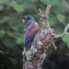 A wild Bronze-winged Parrot perches on a tree snag