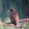 A wild Bronze-winged Parrot perches on a branch