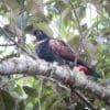 A wild Bronze-winged Parrot perches on a lichen-covered limb