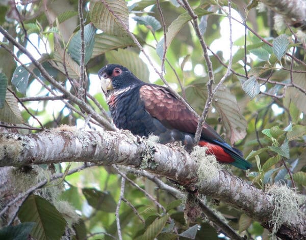 A wild Bronze-winged Parrot perches on a lichen-covered limb