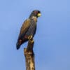 A wild Bronze-winged Parrot perches atop a branch