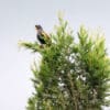 A wild Bronze-winged Parrot perches atop a tree