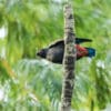 A wild Bronze-winged Parrot perches on a broken branch