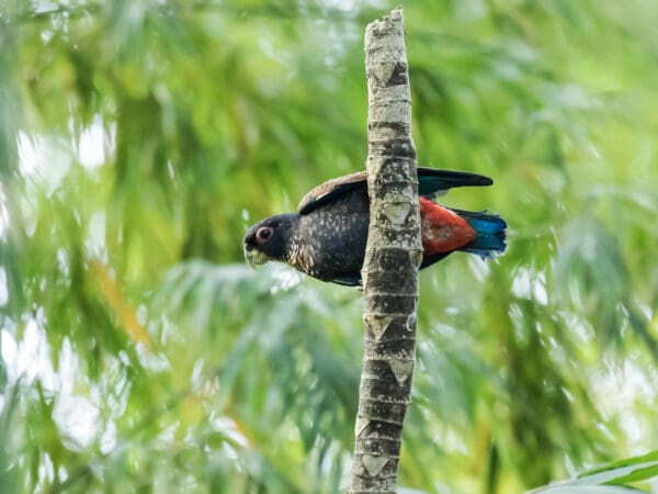 A wild Bronze-winged Parrot perches on a broken branch