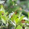 A wild Brown-backed Parrotlet feeds on fruits