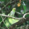 A wild Brown-backed Parrotlet perches on a branch