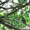 Wild Brown-backed Parrotlets feed each other