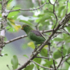 A wild Brown-backed Parrotlet perches on a branch